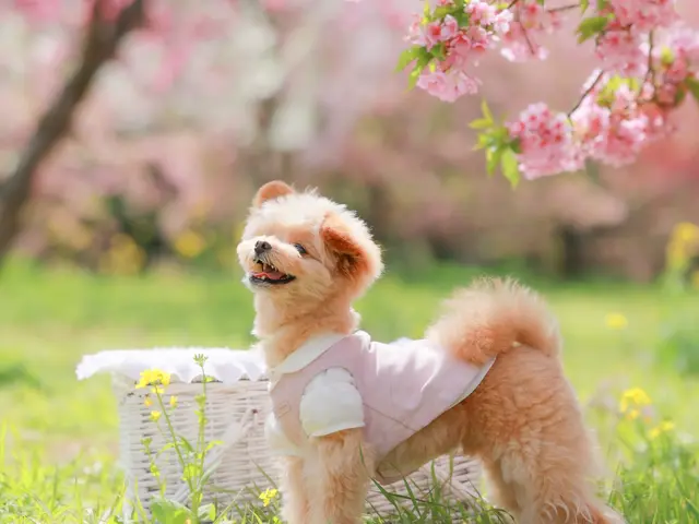 【300回以上の実績 】複数頭OK ! 大切な家族との素敵な思い出を !