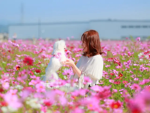 【300回以上の実績 】複数頭OK ! 大切な家族との素敵な思い出を !