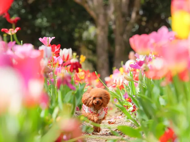 【300回以上の実績 】複数頭OK ! 大切な家族との素敵な思い出を !