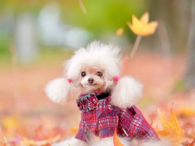 【300回以上の実績 】複数頭OK ! 大切な家族との素敵な思い出を !