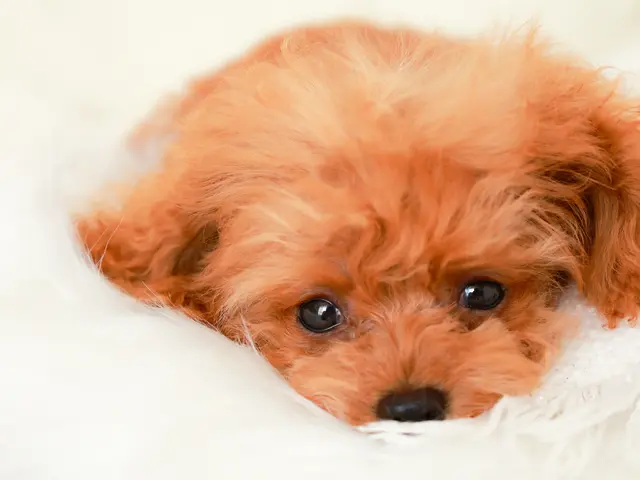 【300回以上の実績 】複数頭OK ! 大切な家族との素敵な思い出を !