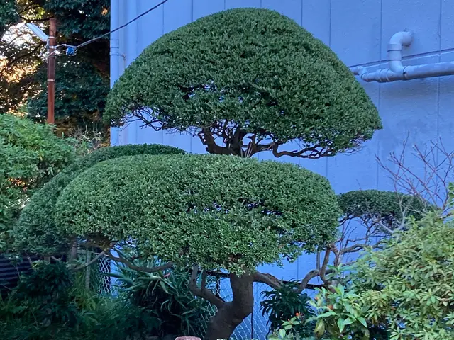 仕事の早さ◎クレカ対応OK◎丁寧で自然な仕上がり◎庭木1本からでもお任せくださいサービスの画像