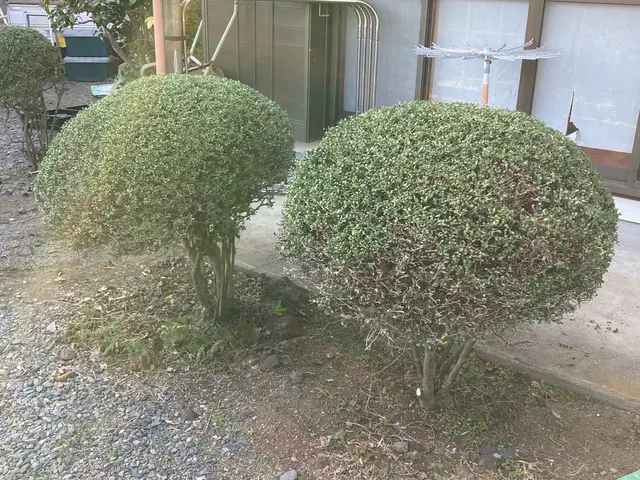 仕事の早さ◎クレカ対応OK◎丁寧で自然な仕上がり◎庭木1本からでもお任せくださいサービスの画像