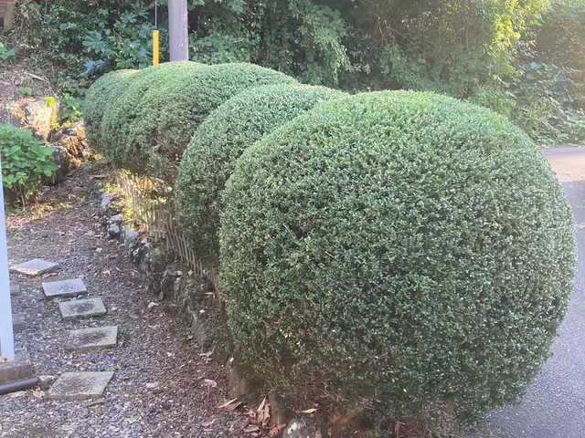 仕事の早さ◎クレカ対応OK◎丁寧で自然な仕上がり◎庭木1本からでもお任せくださいサービスの画像