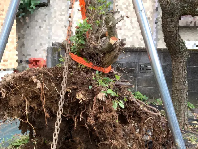 お庭、空き家、空地の草刈り伐採、抜根作業致しますサービスの画像