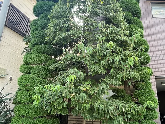 1本〜でもO.K! 手に負えなくなったお庭、綺麗に致します。サービスの画像