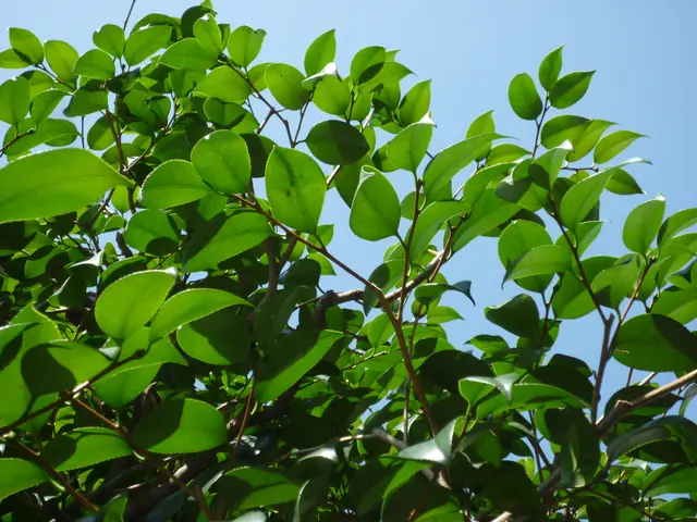 26年の経験ありで、樹木の医者です！★非喫煙者◉縮景園など剪定の経験あり☆サービスの画像