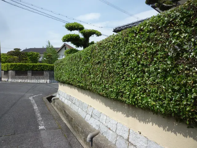 庭木の剪定！どんな庭木・時期・場所で剪定可能！樹木の医者にお任せください！サービスの画像