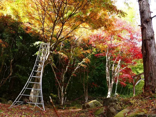26年の経験ありで、樹木の医者です！★非喫煙者◉縮景園など剪定の経験あり☆サービスの画像
