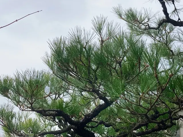 26年の経験ありで、樹木の医者です！★非喫煙者◉縮景園など剪定の経験あり☆サービスの画像