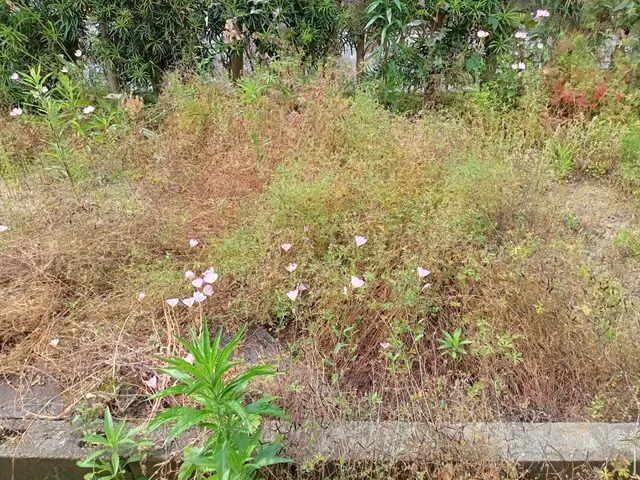 体に負担のかかる除草作業もお任せ下さい！サービスの画像