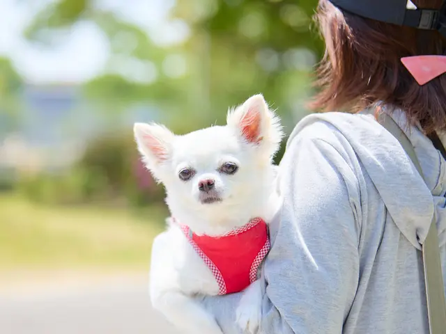ワンちゃんを可愛く撮影します！プロの技術でご満足いただけるように心を込めて！