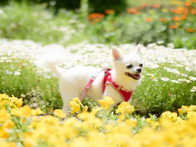 ワンちゃんを可愛く撮影します！プロの技術でご満足いただけるように心を込めて！