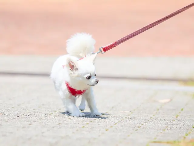 ワンちゃんを可愛く撮影します！プロの技術でご満足いただけるように心を込めて！