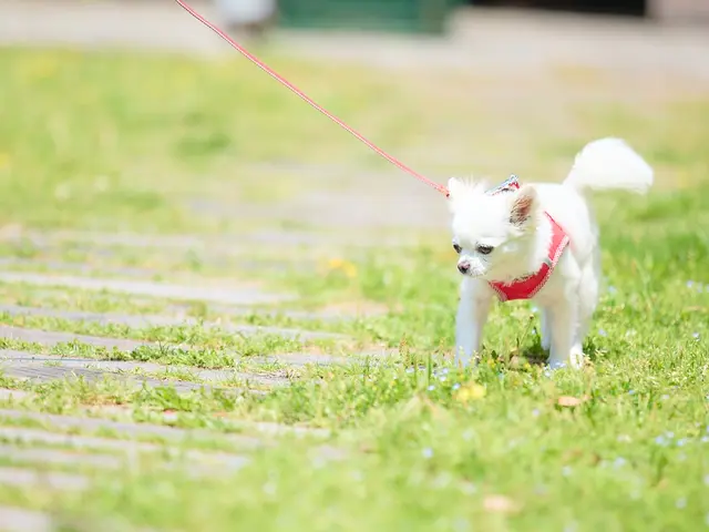 ワンちゃんを可愛く撮影します！プロの技術でご満足いただけるように心を込めて！