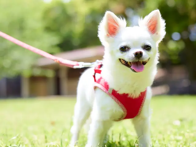 ワンちゃんを可愛く撮影します！プロの技術でご満足いただけるように心を込めて！