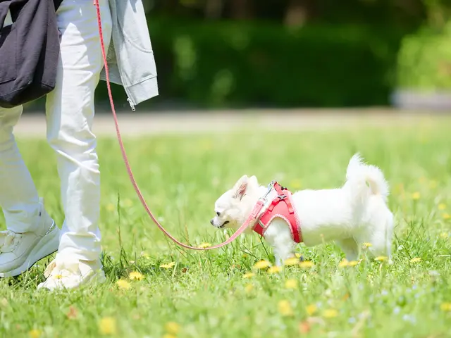 ワンちゃんを可愛く撮影します！プロの技術でご満足いただけるように心を込めて！
