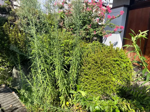 草刈りで綺麗なお庭を。豊富な経験と知識で安心！サービスの画像