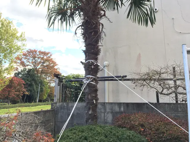 庭木の伐採・抜根｜植木屋エバーグリーンにお任せください！サービスの画像