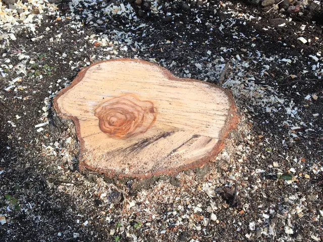 庭木の伐採・抜根｜植木屋エバーグリーンにお任せください！サービスの画像