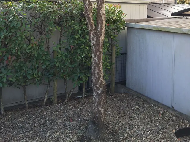 庭木の伐採・抜根｜植木屋エバーグリーンにお任せください！サービスの画像