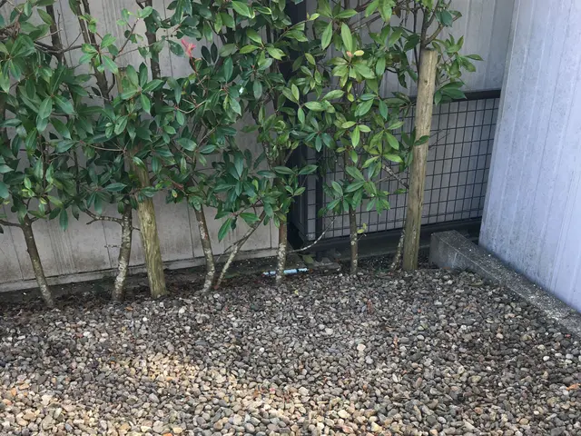 庭木の伐採・抜根｜植木屋エバーグリーンにお任せください！サービスの画像