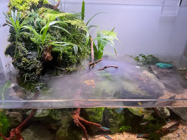 年末のお掃除に！20年の実績で5,000本以上！水槽が蘇る癒しの空間づくりサービスの画像