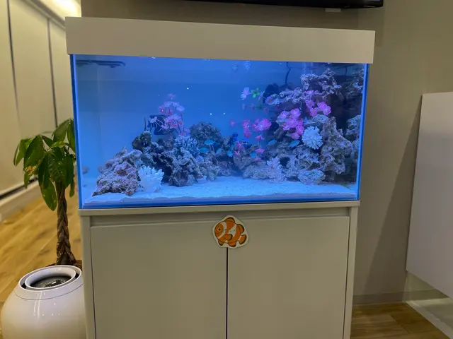 年末のお掃除に！20年の実績で5,000本以上！水槽が蘇る癒しの空間づくりサービスの画像