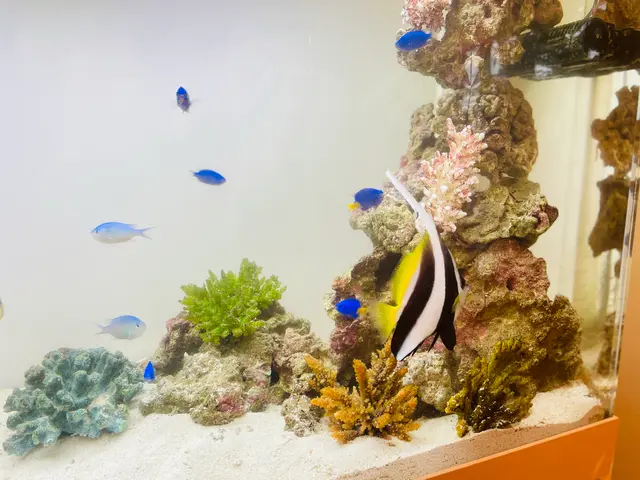 年末のお掃除に！20年の実績で5,000本以上！水槽が蘇る癒しの空間づくりサービスの画像