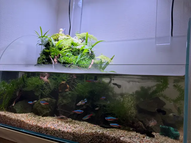 年末のお掃除に！20年の実績で5,000本以上！水槽が蘇る癒しの空間づくりサービスの画像