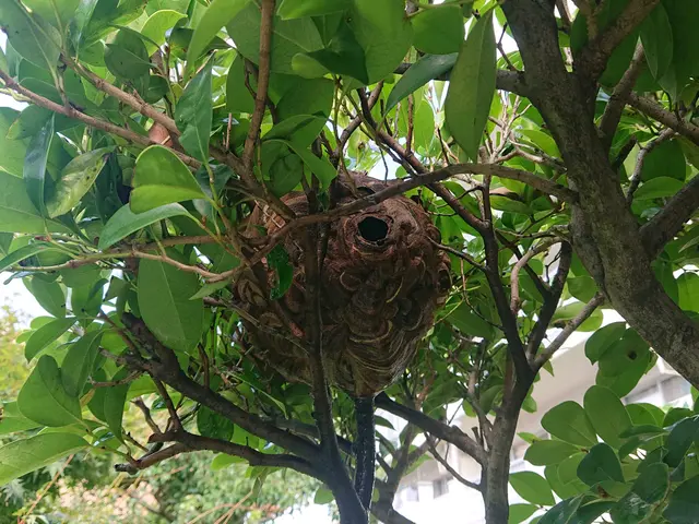 アシナガバチ駆除8000円 スズメバチ駆除9000円★無料年内保証付★即日対応可サービスの画像