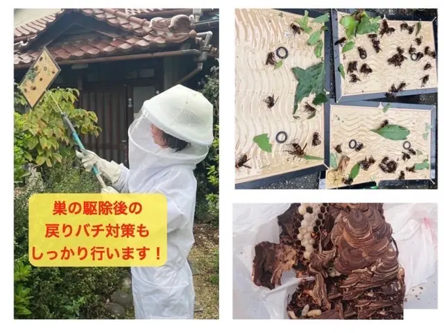 アシナガバチ駆除8000円 スズメバチ駆除9000円★無料年内保証付★即日対応可サービスの画像