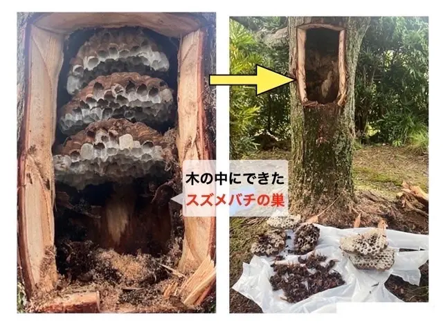 アシナガバチ駆除8000円 スズメバチ駆除9000円★無料年内保証付★即日対応可サービスの画像