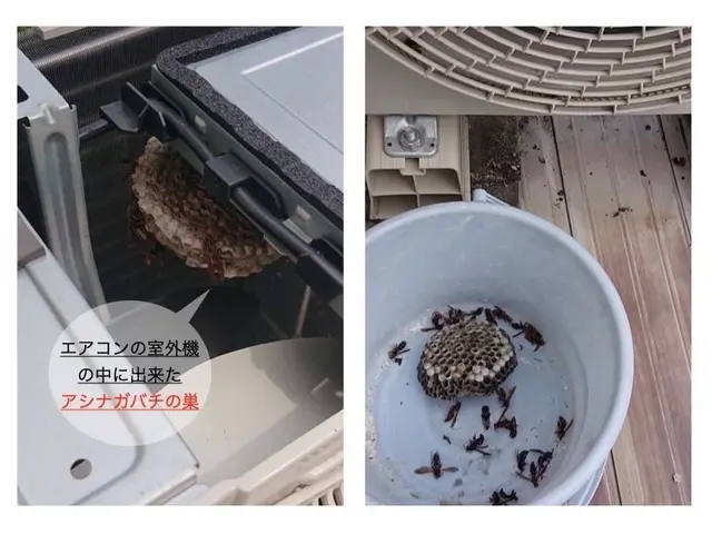 アシナガバチ駆除8000円 スズメバチ駆除9000円★無料年内保証付★即日対応可サービスの画像