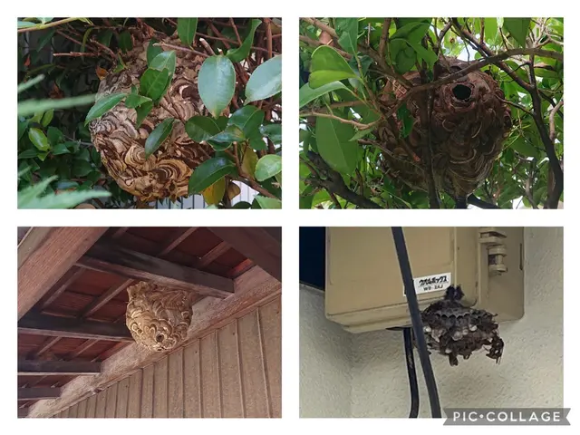 アシナガバチ駆除8000円 スズメバチ駆除9000円★無料年内保証付★即日対応可サービスの画像