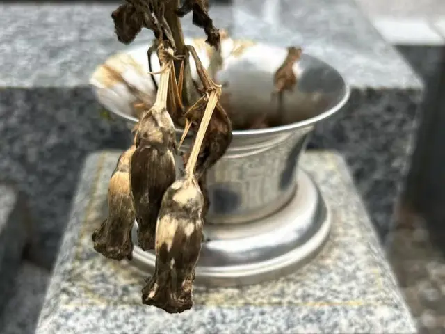 只今、期間限定割引！ご先祖様の墓石の苔や黒ずんだ水垢除去。見違えるほど綺麗に。サービスの画像