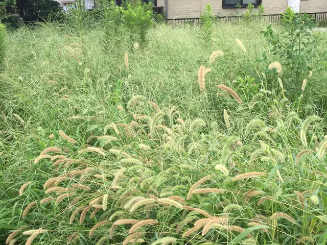 若さとやる気！！元気に草刈り♪クレジットカード対応☆神奈川県☆サービスの画像