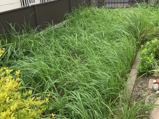 若さとやる気！！元気に草刈り♪クレジットカード対応☆神奈川県☆サービスの画像