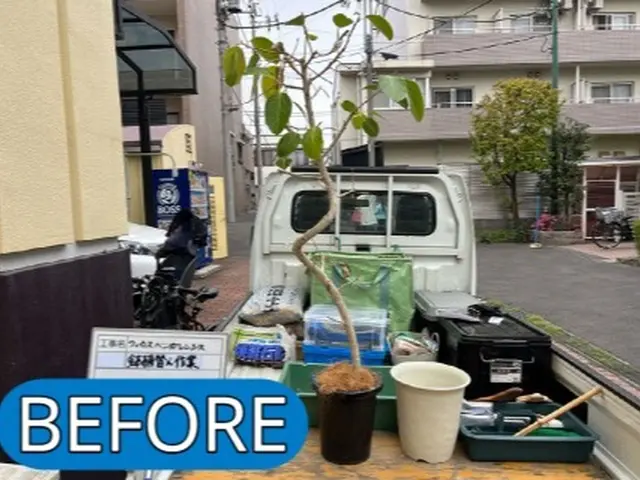 オモト、モンステラ、フィカス、の依頼急増しています！サービスの画像