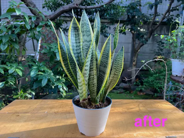 オモト、モンステラ、フィカス、の依頼急増しています！サービスの画像