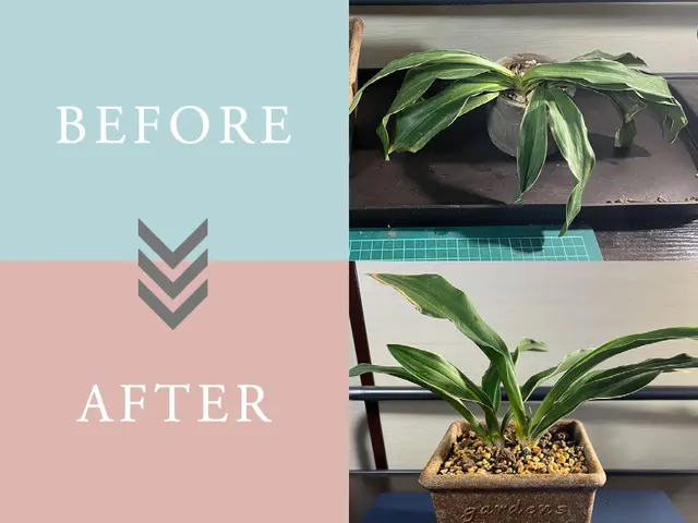 オモト、モンステラ、フィカス、の依頼急増しています！サービスの画像