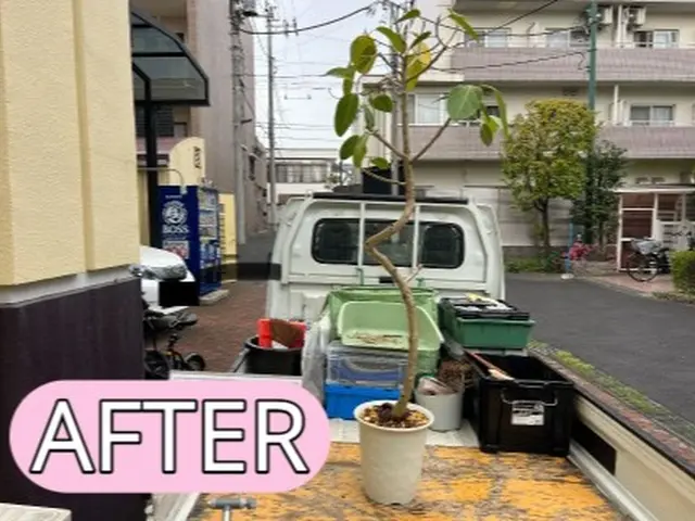 オモト、モンステラ、フィカス、の依頼急増しています！サービスの画像