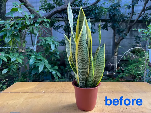 オモト、モンステラ、フィカス、の依頼急増しています！サービスの画像