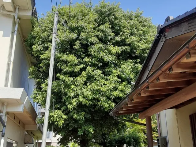 植木伐採伐根サービスの画像