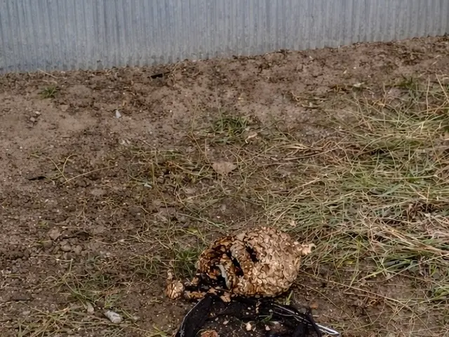 蜂の巣駆除｜即日対応OK！安全・迅速・安心施工！！サービスの画像