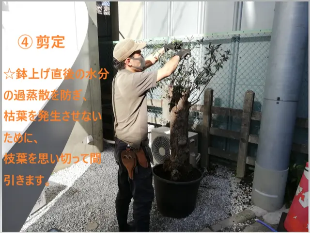 植木やお庭の「困った」をスッキリ解決！◇神奈川近郊◇安心価格◇365日対応OKサービスの画像