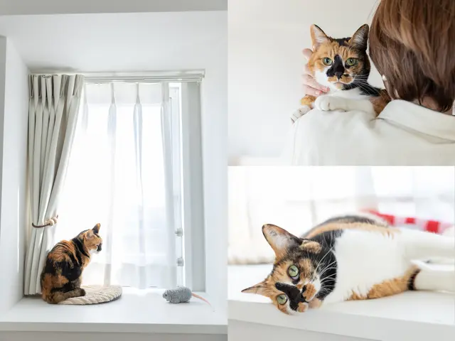 【全カットレタッチ厳選30カット以上】ペットフォト