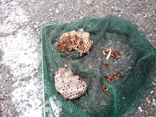 【蜂駆除】群馬県内指定地域密着！作業外注一切なし！サービスの画像