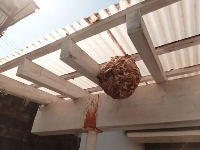 【蜂駆除】群馬県内指定地域密着！作業外注一切なし！サービスの画像