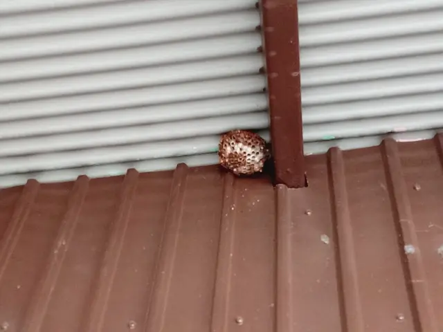 【蜂駆除】群馬県内指定地域密着！作業外注一切なし！サービスの画像